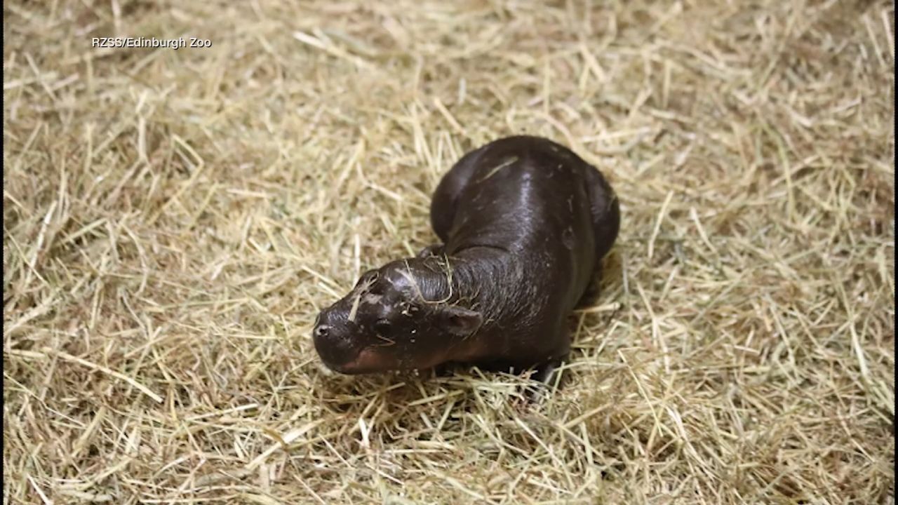 <p>The birth of an endangered pygmy hippo named Haggis at the Edinburgh Zoo becomes the latest viral sensation in the animal world.</p>