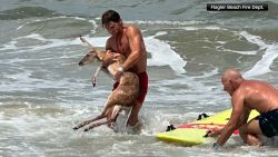 <p>On July 6, after Florida residents called 911 to report a young deer fighting to stay afloat in the water off Flagler Beach, a group of lifeguards and first responders sprung to action. Ryan Young shares the story.</p>