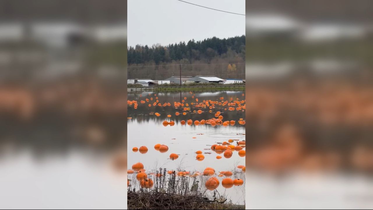 <p>Days of rain in Washington have flooded communities, submerged roads and sent pumpkins floating across a field.</p>