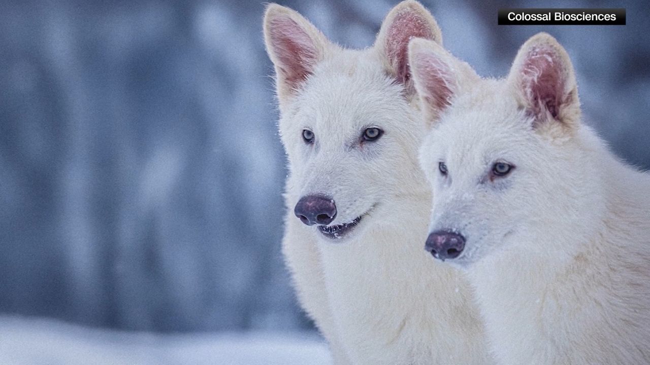 <p>Fareed talks with Ben Lamm, the CEO of Colossal Biosciences, who says the company has used gene editing to bring the extinct dire wolf back to life.</p>
