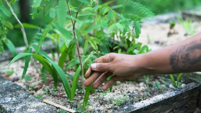 <p>Iracambi, an environmental organization, is working with the indigenous Puri people to restore biodiversity in the Atlantic Forest in southeastern Brazil, an area experiencing higher rates of deforestation than the Amazon.</p>