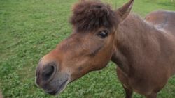 <p>A Pennsylvania pony broke loose from her rescue farm on April Fools' Day, but <em>somehow</em> ended up running into the arms of a police officer -- and a new family. CNN's Polo Sandoval shares the story. </p>