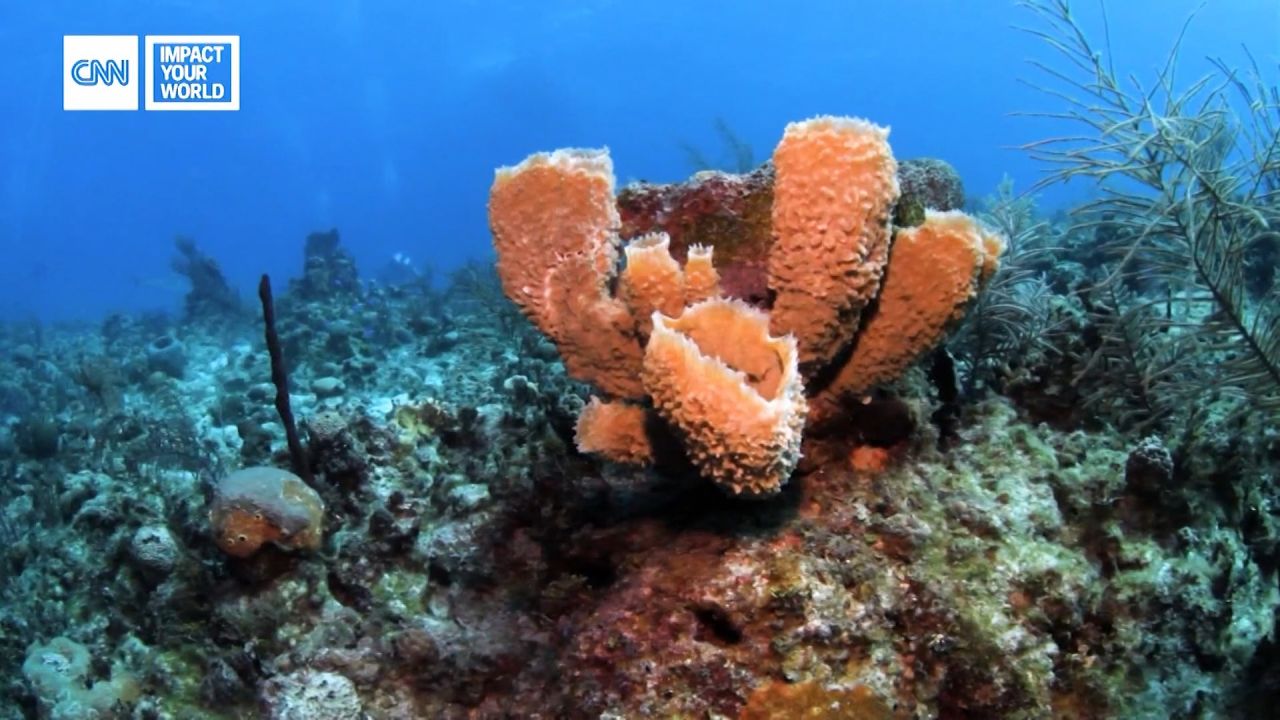 Overfishing and climate change are endangering reef sharks and coral populations. Scientists at the Mote Marine Laboratory are trying to help restore coral reefs through the use of land and offshore coral nurseries.