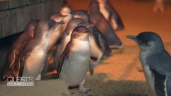 <p>Phillip Island is home to the world’s largest colony of little penguins. At sunset, they create a spectacle that is both comical and unforgettable.</p>