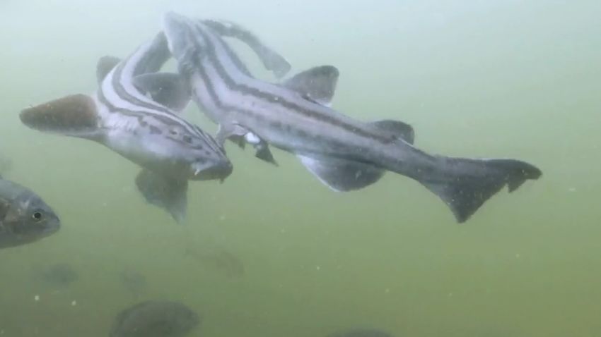 clipped thumbnail - shark-week-alien-sharks-mating-mp4 - shark week alien sharks mating.mp4 - 00:00:34;26