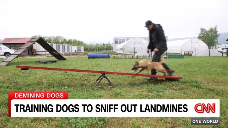 Center trains dogs for Ukrainian demining efforts
