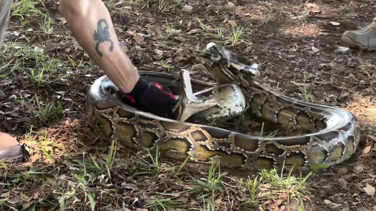 <p>CNN's Carlos Suarez follows a group of hunters looking for the invasive Burmese python across 100 miles of the Florida Everglades.</p>