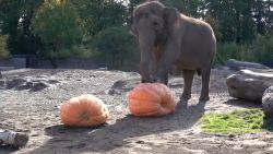<p>Los elefantes del Zoológico de Oregon celebraron la edición número 27 del "Squishing of the Squash". Los paquidermos aplastaron calabazas de hasta 450 kilos con sus patas, combinando juego y nutrición. Sus cuidadores dicen que la actividad estimula física y mentalmente a los animales.</p>