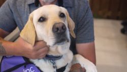 <p>Military veteran Hank Ford credits his service dog, Tommy, with turning his life around. But earlier this year, his dog did something even more extraordinary. CNN’s Stephanie Elam shares the story.</p>