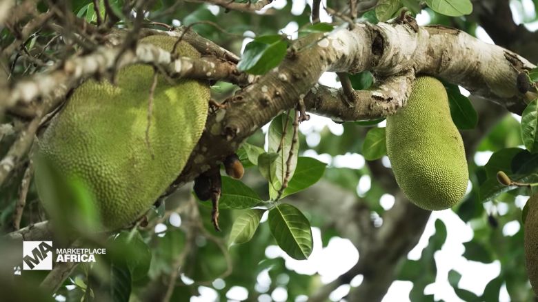 <p>As jackfruit continues to grow in popularity as a protein-packed meat alternative, Uganda is looking to capitalize.</p>