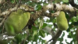 <p>As jackfruit continues to grow in popularity as a protein-packed meat alternative, Uganda is looking to capitalize.</p>