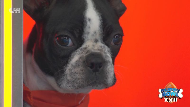 cnn.com - David Daniel - Hollywood Minute: Puppy Bowl XXII scores in ratings