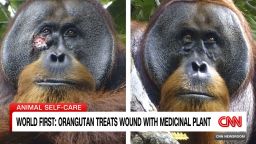 <p>CNN's Kim Brunhuber speaks with Dr. Isabelle Laumer, from the Max Planck Institute of Animal Behavior, about her work with orangutan research</p>