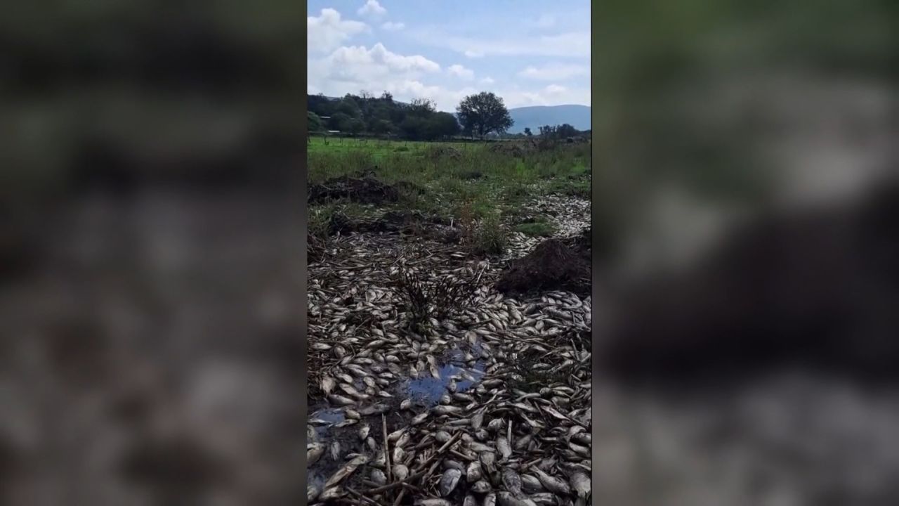 <p>Un video verificado por la agencia Reuters muestra la masiva muerte de peces en el río Santiago, ubicado en Jalisco. La situación está generando preocupación en las autoridades sanitarias, quienes ya tomaron muestras del lugar para investigar las causas de este daño ambiental.</p>