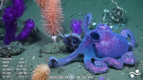 clipped thumbnail -  - CNN ID 21908228 - 00:01:06;27