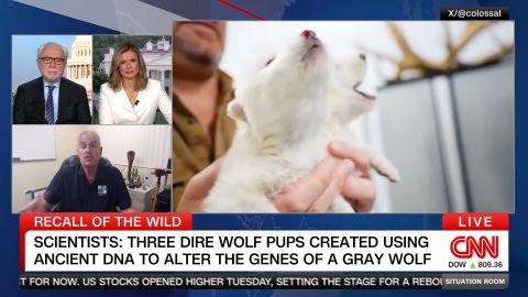 <p>Ron Magill, Communications Director from Zoo Miami, tells Wolf Blitzer and Pamela Brown that he would be "very, very cautious" before trying to bring back other extinct species after a biotech company says it created three dire wolf pups. </p><p><br /></p>