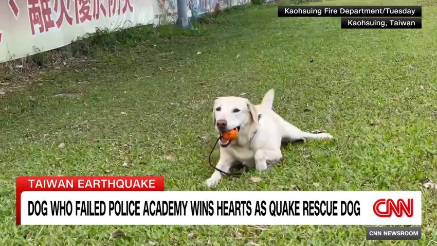 <p>Roger, a labrador retriever who failed to become a drug-sniffing dog because he was overly friendly and playful, has won hearts across Taiwan for his detection work in the aftermath of last week’s earthquake.</p>
