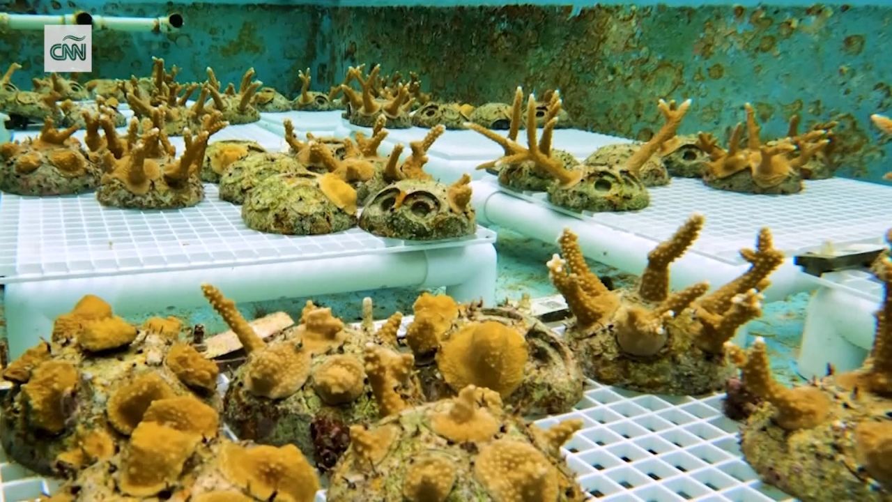 <p>Los arrecifes de coral están desapareciendo a un ritmo alarmante. Coral Vita, una empresa de restauración en Freeport (Gran Bahama), está innovando para que los corales crezcan más deprisa.</p>