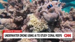 <p>Coral reefs around the world are experiencing a mass bleaching event as the climate crisis drives record-breaking ocean heat. CNN's Rosemary Church looks at how people are using technology to help.</p>