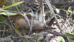 <p>Los daños ocasionados por la tormenta tropical Sara, que azotó Honduras hace unas semanas, ha dejado pérdidas por encima de los US$ 20 millones, según cifras preliminares de organizaciones de producción agrícola del país centroamericano.</p>