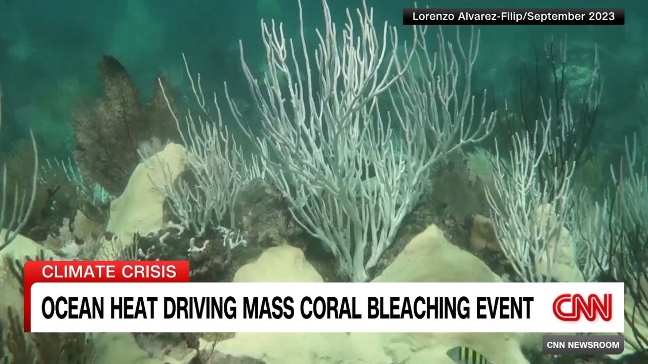 <p>Coral reefs around the world are experiencing a mass bleaching event as the climate crisis drives record-breaking ocean heat, two scientific bodies announced Monday. John Vause speaks to Glenn Walker, Head of Nature at Greenpeace Australia Pacific, about what could become the worst bleaching period in recorded history.</p>