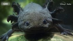 <p>Reynolds talks about his new Nat Geo series 'Underdogs,' a fifth and final season for 'Star Trek: Strange New Worlds,' and The Schwartz is strong with Mel Brooks and 'Spaceballs 2.' Rick Damigella contributed to this story by Douglas Hyde.</p>
