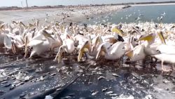<p>Cientos de pelícanos llegan masivamente durante su migración a un estanque en Israel para alimentarse con pescado vertido por camiones. El ritual, promovido por el Departamento de Agricultura, busca aliviar la presión en la pesca causada por el apetito de las aves, que utilizan la ruta aérea más segura en su camino hacia África, Europa y Asia.</p>