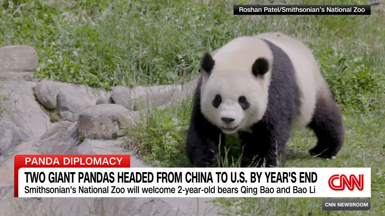 <p>Two new giant pandas will be arriving at the Smithsonian’s National Zoo in Washington, DC, this year. The pair, Qing Bao and Bao Li, are part of a partnership with China's Wildlife Conservation Association.</p>