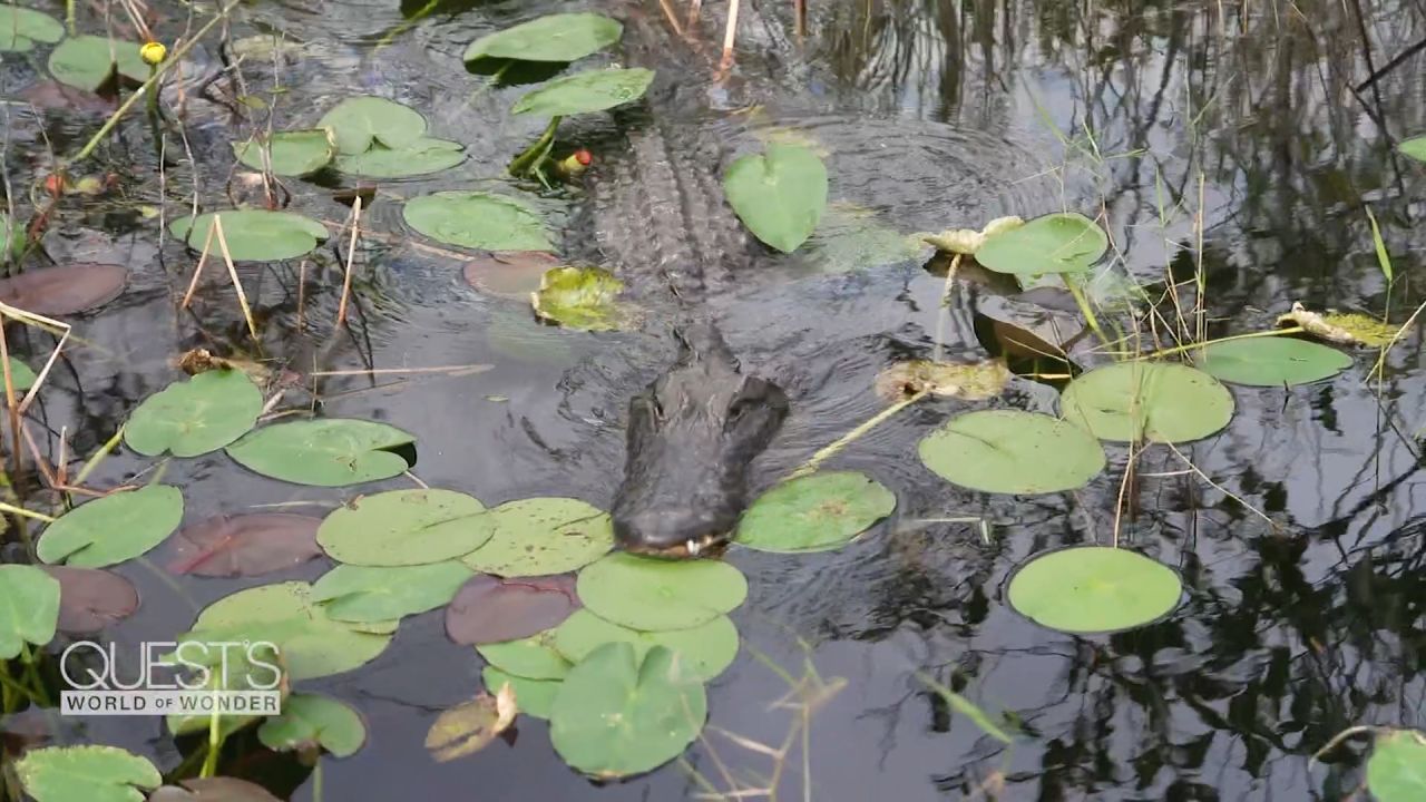 <p> CNN’s Richard Quest has an alligator encounter in the Florida Everglades.</p>