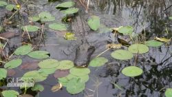 <p> CNN’s Richard Quest has an alligator encounter in the Florida Everglades.</p>