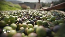 <p>As heat waves across Europe continue to diminish olive harvests and send olive oil prices soaring, South Africa's growing olive oil industry is looking to fill the gap.</p>