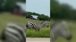 <p>Imágenes captadas por un sorprendido testigo muestran cómo una cebra huía al costado de una carretera al mejor estilo de la película "Madagascar". Los dueños del animal lo habían adquirido tan solo un día antes de que se escapara. Mira las insólitas imágenes.</p>