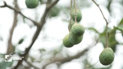 <p>With global demand for avocados surging, Uganda is looking to strengthen the industry's infrastructure to position itself as a key avocado supplier across international markets.</p>