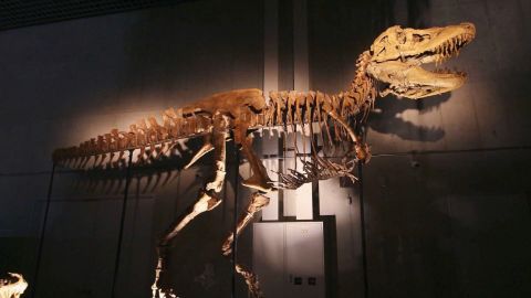 <p>Un nuevo tiranosaurio bautizado <em>Khankhuuluu mongoliensis</em>, que significa “príncipe dragón de Mongolia”, fue hallado en el desierto de Gobi. La especie vivió millones de años antes que el <em>Tyrannosaurus rex</em>, y su descubrimiento llena un vacío clave en los fósiles de estos depredadores.</p>