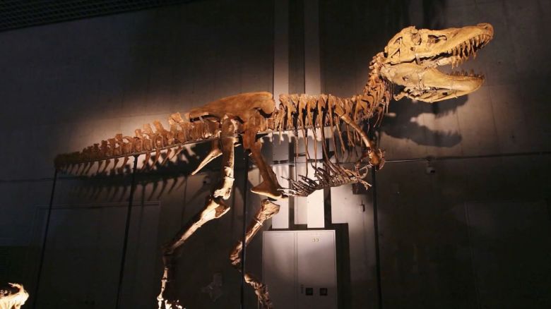 <p>Un nuevo tiranosaurio bautizado <em>Khankhuuluu mongoliensis</em>, que significa “príncipe dragón de Mongolia”, fue hallado en el desierto de Gobi. La especie vivió millones de años antes que el <em>Tyrannosaurus rex</em>, y su descubrimiento llena un vacío clave en los fósiles de estos depredadores.</p>