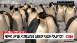 <p>Low levels of sea ice are threatening the survival of emperor penguins in Antarctica. Lynda Kinkade reports this is driven in part by climate change</p>