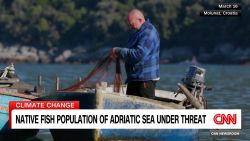 <p>Ocean temperatures are rising in the Mediterranean, and researchers say that may lead to a rise of invasive species entering the Adriatic waters, CNN's Barbie Latza Nadeau reports.</p><p><br /></p>