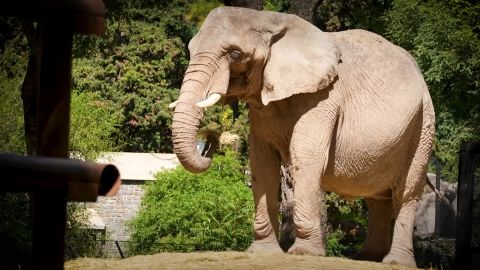 clipped thumbnail - elefanta-pupy-ecoparque-buenos-aires-cafe-tv - CNN ID 21517502 - 00:00:08;00