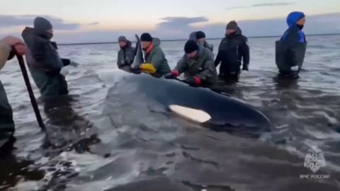 <p>A video from Reuters shows a family of killer whales stuck in shallow waters in eastern Russia. The orcas have been stranded twice in two days.</p>