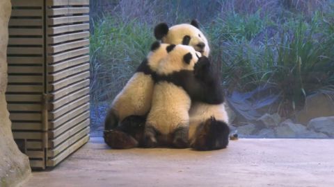 <p>El zoológico de Berlín presentó a dos nuevos gemelos de panda gigante llamados Leni y Lotti. En imágenes difundidas por la institución y distribuidas por Reuters, se pueden ver a los pequeños junto a su madre Men Meng compartiendo un almuerzo de hojas.</p>