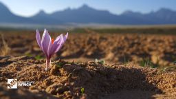 <p>As extended droughts continue to change the agricultural landscape throughout South Africa, some farmers in the country are starting to grow saffron. </p>