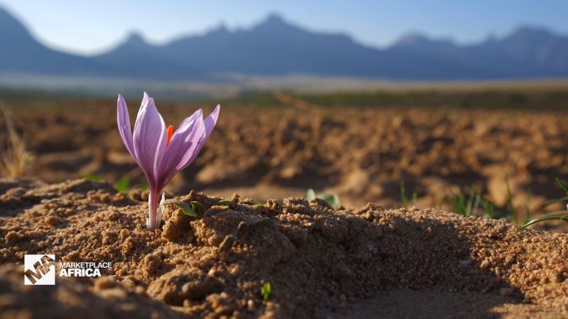 Cultivating the world’s costliest spice in South Africa