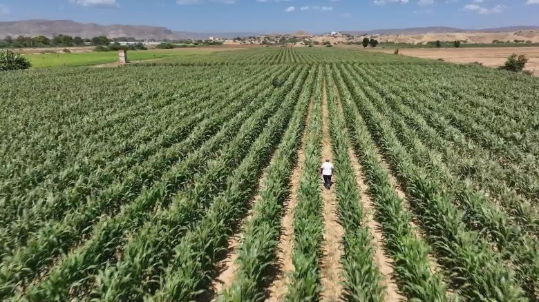 <p>Angola's largest food producer is working with family farmers to increase yields and decrease the country's reliance on imports.</p>