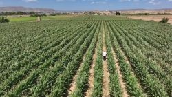 <p>Angola's largest food producer is working with family farmers to increase yields and decrease the country's reliance on imports.</p>