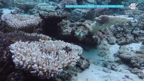 <p>La Gran Barrera de Coral sufre el mayor blanqueamiento masivo de su historia, afectando sus tres regiones. El ecosistema ha experimentado una dramática disminución de su cobertura coralina. El reporte de Reuters revela la crítica situación del arrecife, expuesto al estrés térmico.</p>