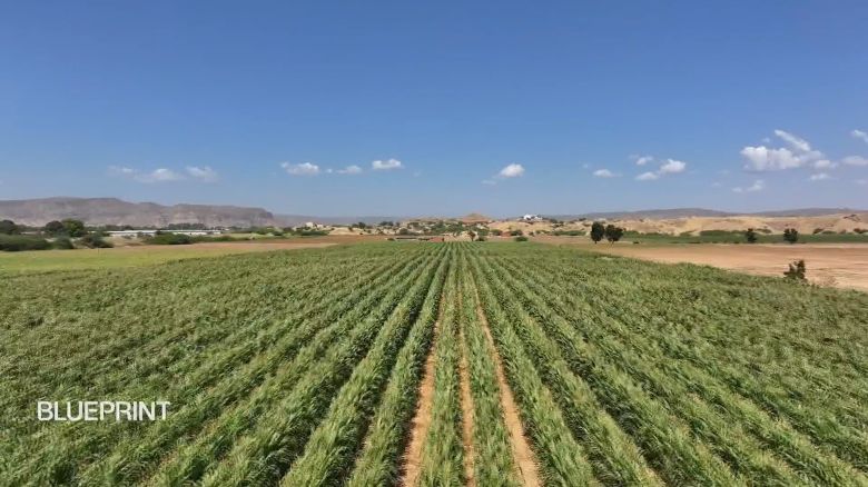 <p>Angola is plotting a path to prosperity by investing in its agriculture sector and food supply chains. </p>