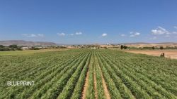 <p>Angola is plotting a path to prosperity by investing in its agriculture sector and food supply chains. </p>