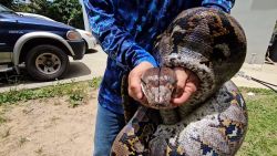 <p>La presencia en Puerto Rico de las pitones reticuladas, una de las serpientes más largas del mundo, ha hecho levantar la bandera roja a las autoridades y la comunidad científica local.</p><p>Algunos residentes han comenzado a atraparlas, pero las autoridades advierten sobre el peligro que puede representar esta especie invasora para las personas.</p>