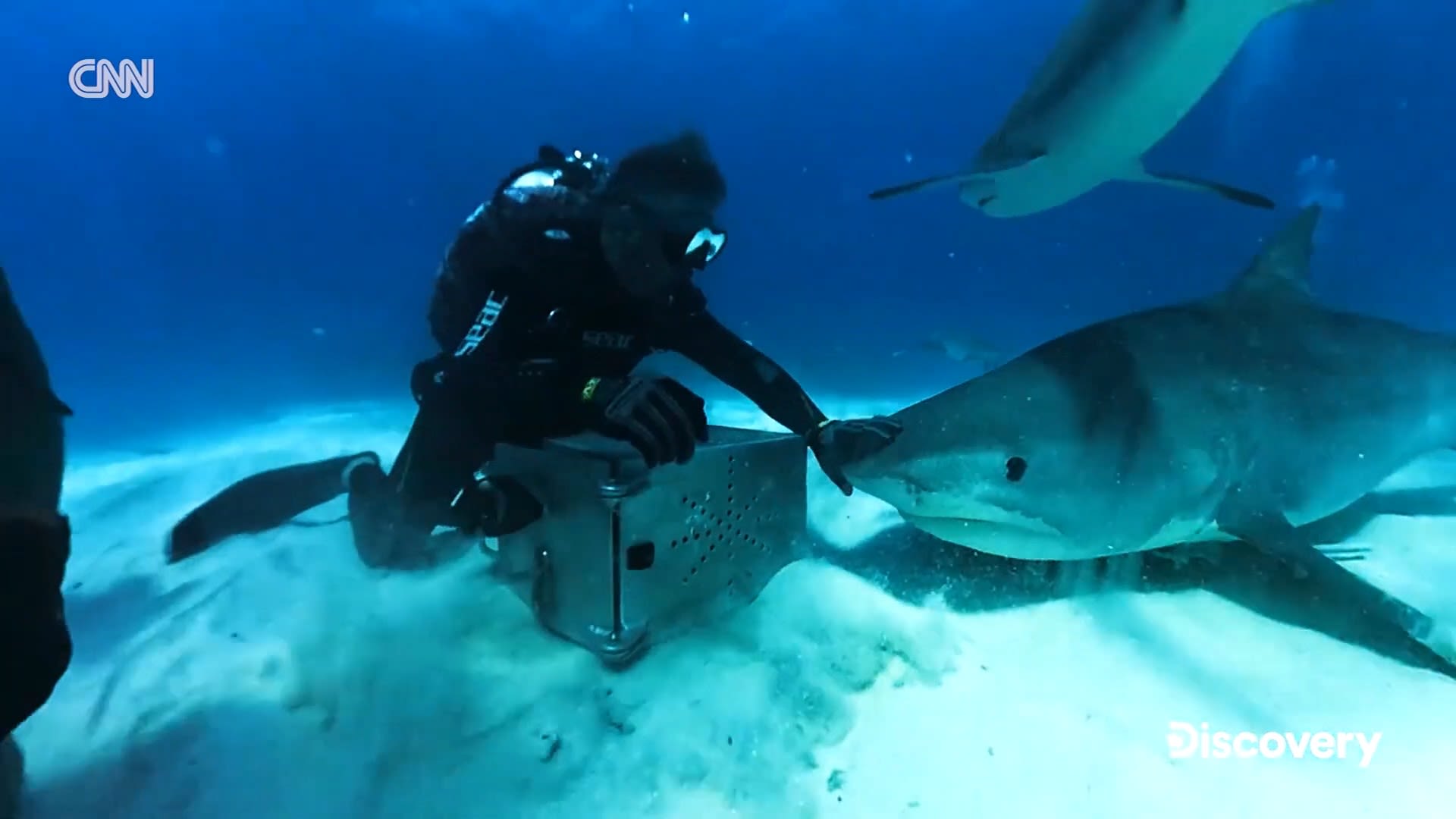 <p>Diver, host, and shark attack survivor Paul de Gelder talks about his new series, 'How to Survive a Shark Attack.' Rick Damigella reports.</p>