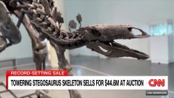 <p>A massive and nearly complete fossilized stegosaurus skeleton nicknamed 'Apex' sold for a record-setting $44.6M at auction on Wednesday.</p>